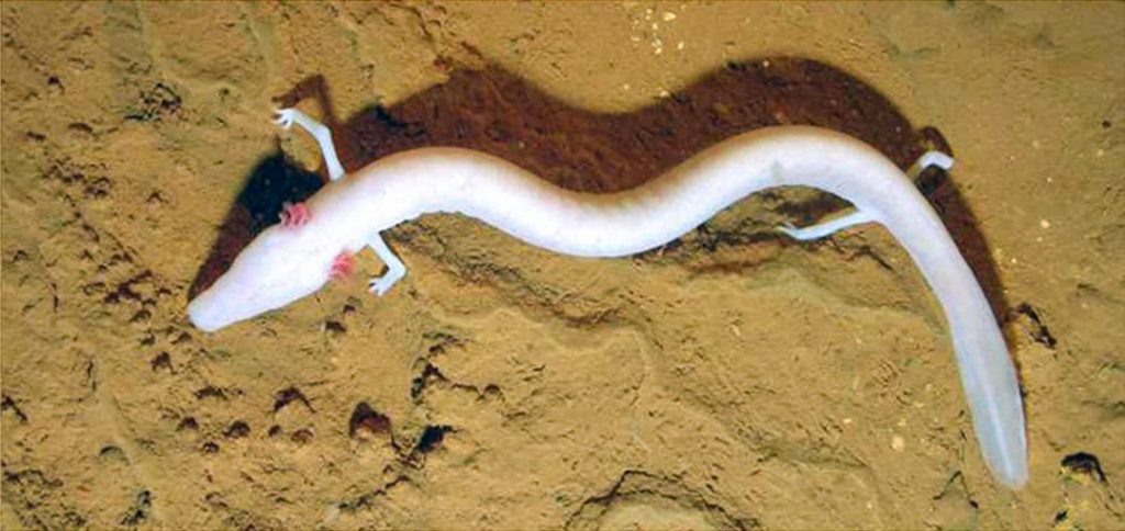 foto Slovenia Grotte di Postumia Proteo animale