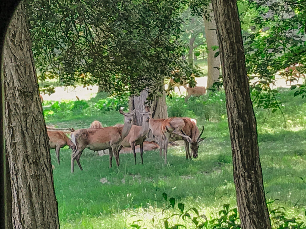 bosco della Mesola RIserva naturale cervi