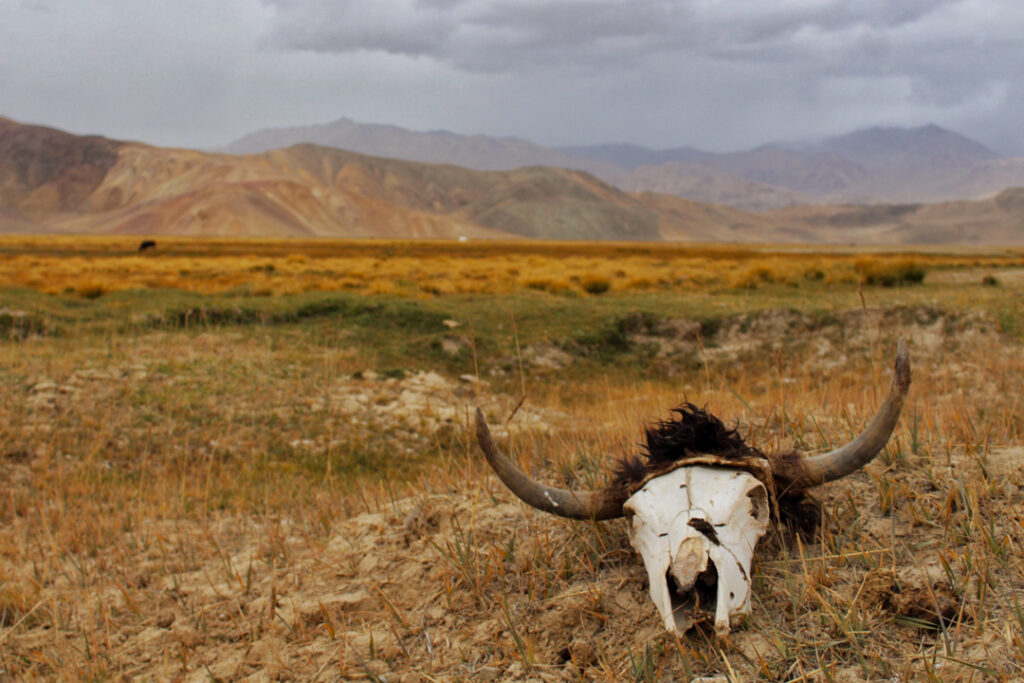 "Pamir"