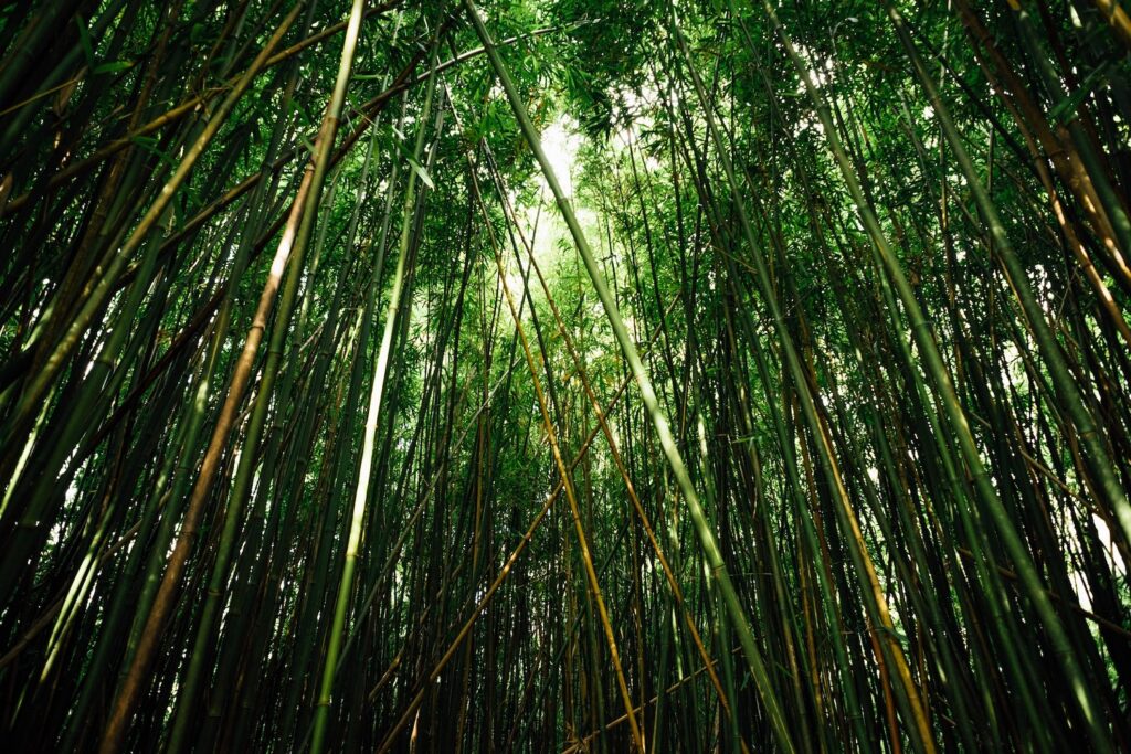 "luoghi insoliti da vedere alle hawaii" "maui" "foresta di bambù"