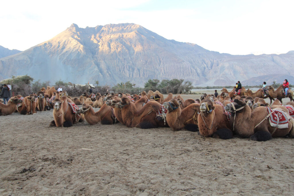 Cammelli bactriani a due gobbe sulle dune Hunder nella Nubra Valley, Ladakh