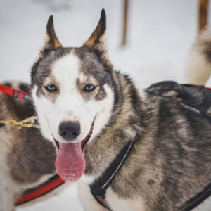 "husky" "lapponia" "Rovaniemi"
