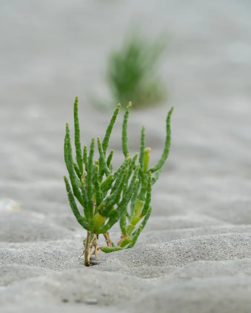 Salicornia nella baia di Mont Saint-Michel durante la bassa marea